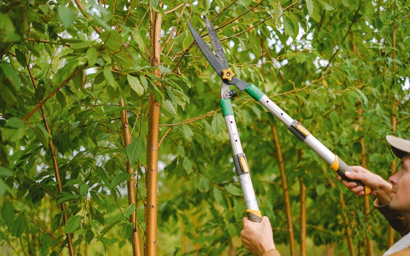 Tree trimming in Olathe, CO